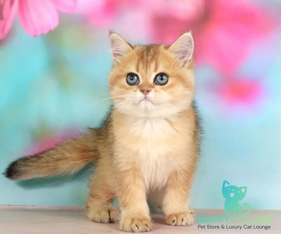 Richie British Shorthair male black golden shaded - live animals