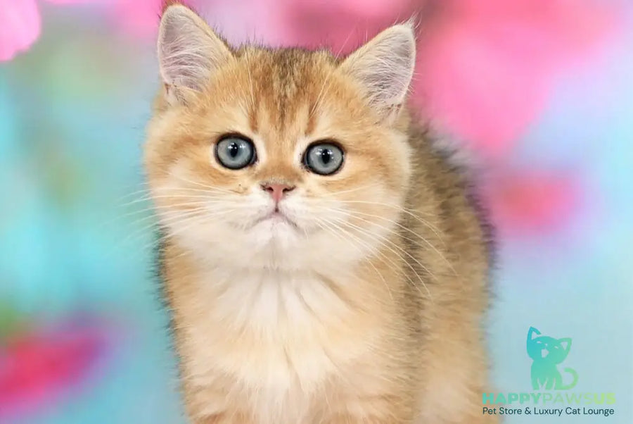 Richie British Shorthair male black golden shaded - live animals