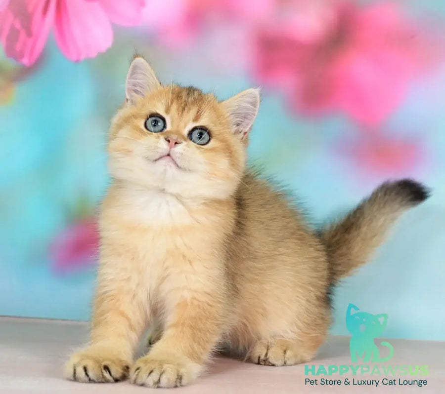 Richie British Shorthair male black golden shaded - live animals