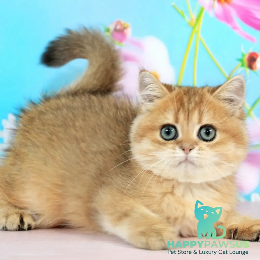 Richie British Shorthair male black golden shaded - live animals