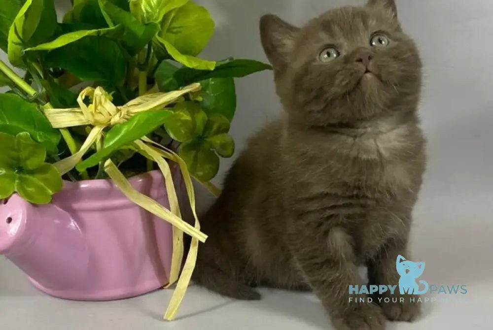 Richman British Shorthair male chocolate live animals