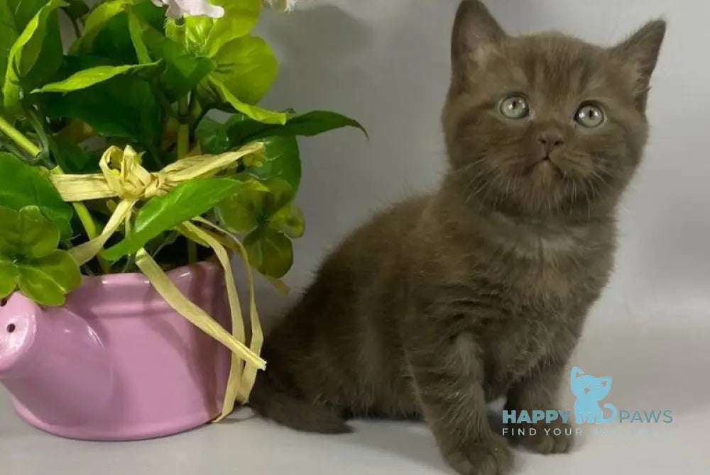 Richman British Shorthair male chocolate live animals