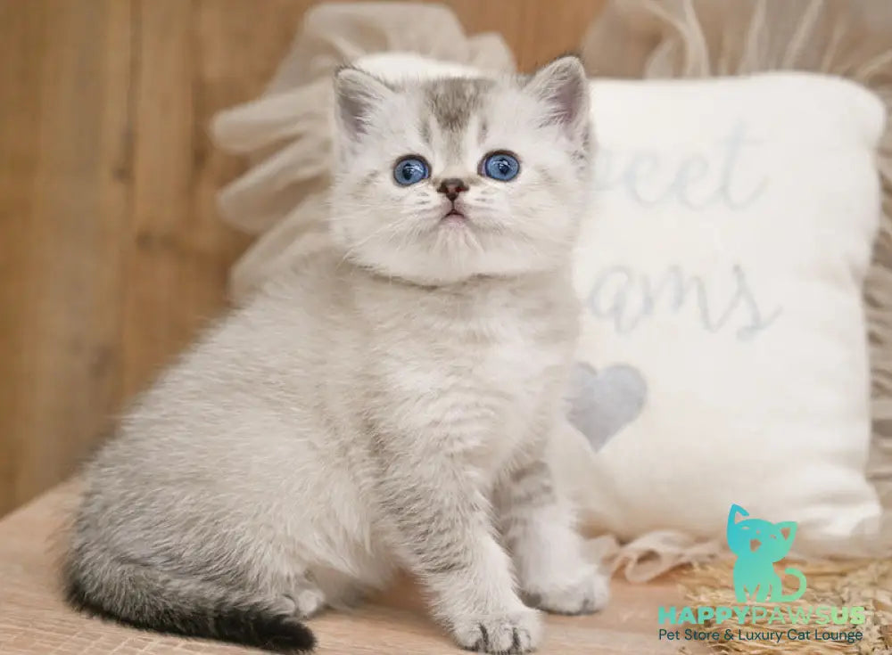 Richy Scottish Straight male black shaded pointed - live animals