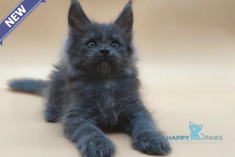 Ricki Maine Coon male blue silver live animals