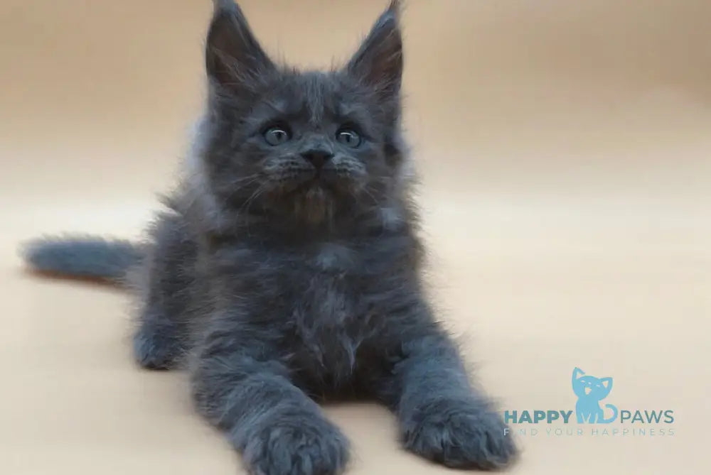 Ricki Maine Coon male blue silver live animals