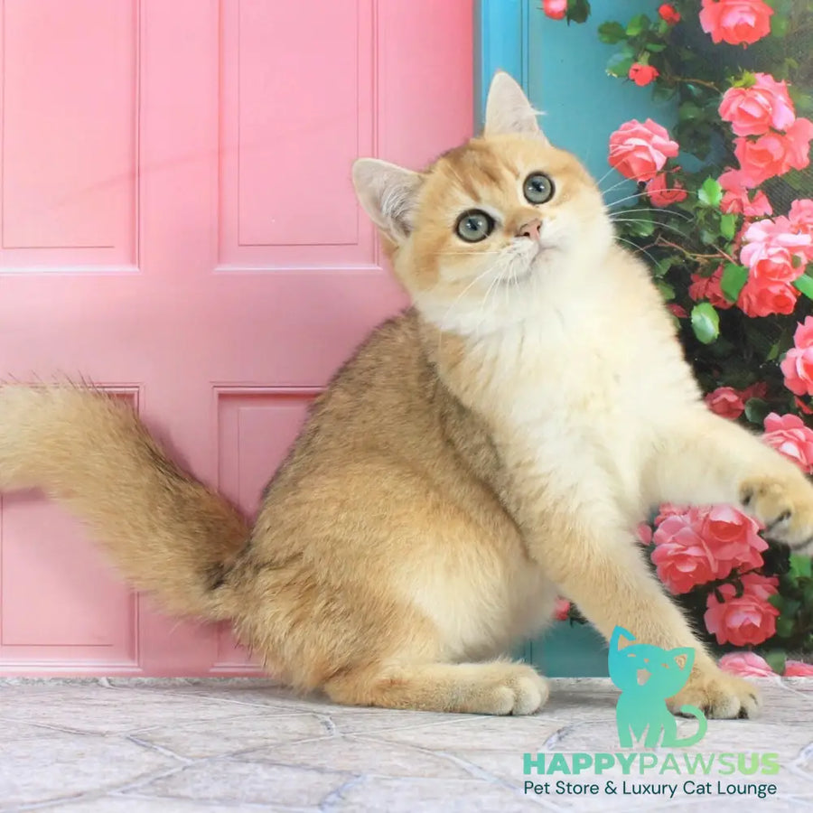 Ricky British Shorthair male black golden shaded - live animals