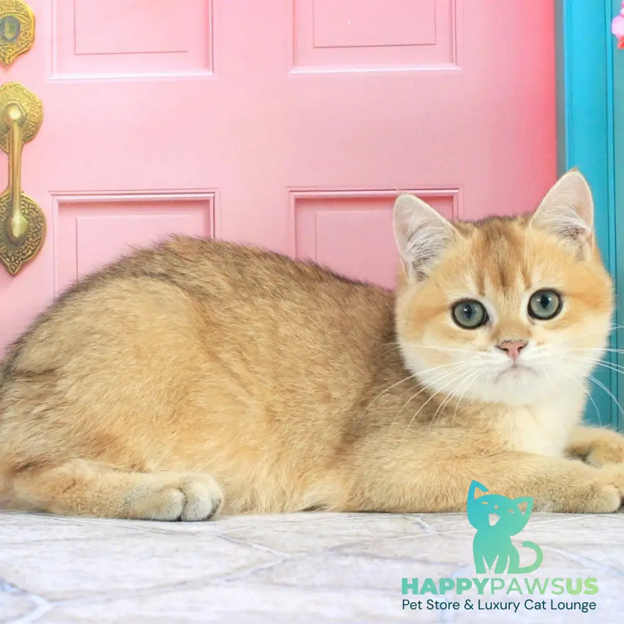 Ricky British Shorthair male black golden shaded - live animals