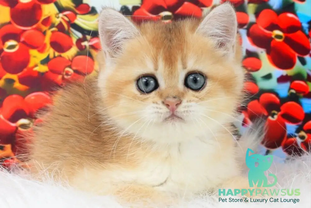 Ricky British Shorthair male black golden shaded - live animals