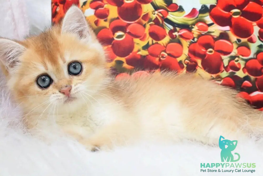 Ricky British Shorthair male black golden shaded - live animals