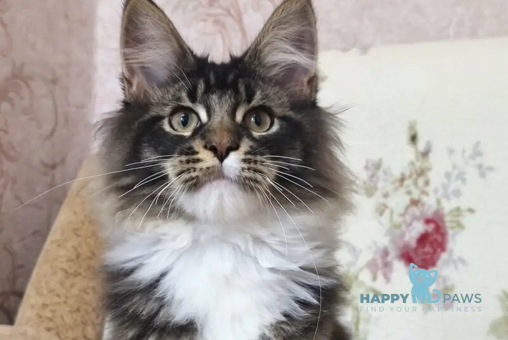 Ricky Maine Coon male black ticked tabby bicolour live animals