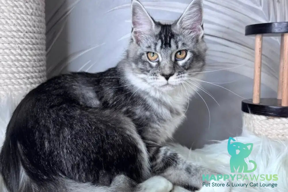 Ricota Maine Coon male black ticked tabby with white - live animals