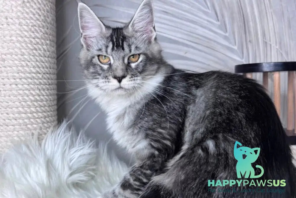 Ricota Maine Coon male black ticked tabby with white - live animals