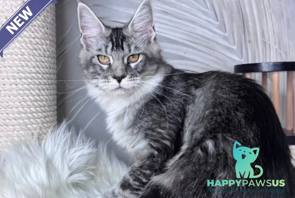 Ricota Maine Coon male black ticked tabby with white - live animals