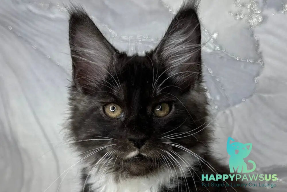 Rihanna Maine Coon female black silver with white live animals