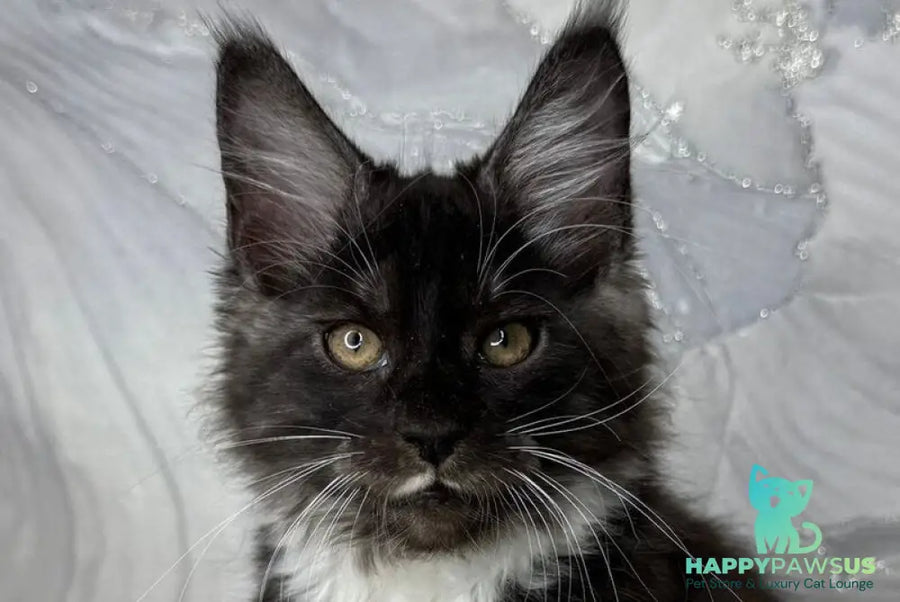 Rihanna Maine Coon female black silver with white live animals