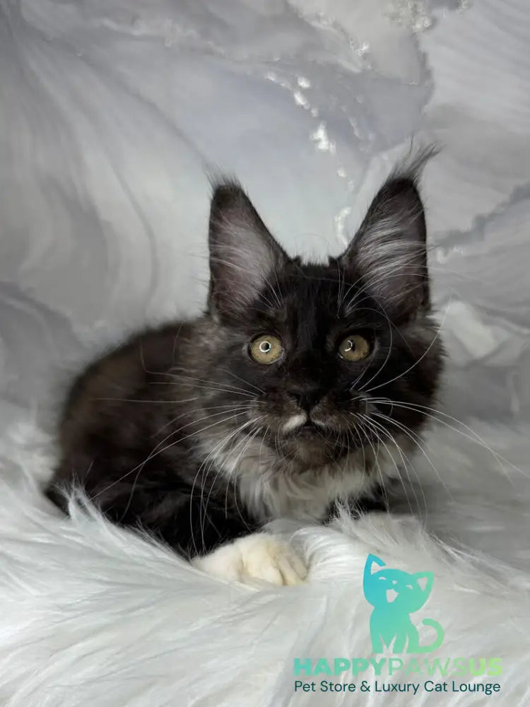 Rihanna Maine Coon female black silver with white live animals
