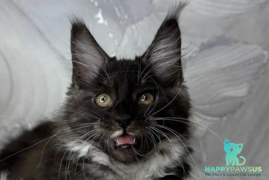 Rihanna Maine Coon female black silver with white live animals