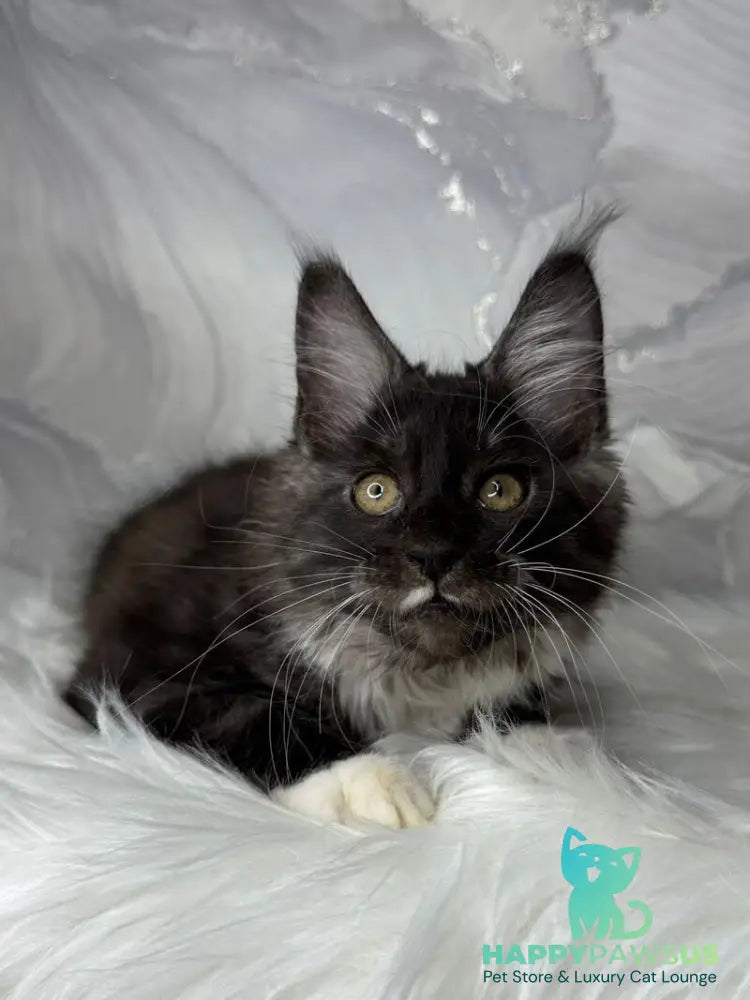 Rihanna Maine Coon female black silver with white live animals