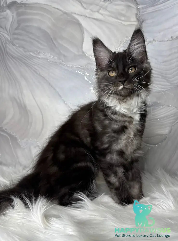 Rihanna Maine Coon female black silver with white live animals