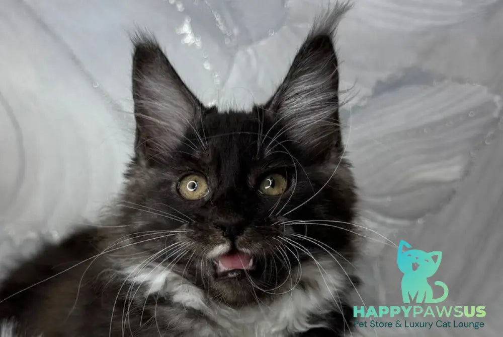 Rihanna Maine Coon female black silver with white live animals