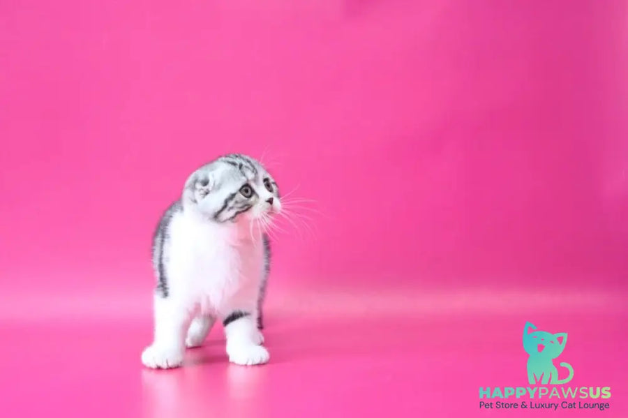 Rihanna Scottish Fold female black silver tabby bicolour live animals
