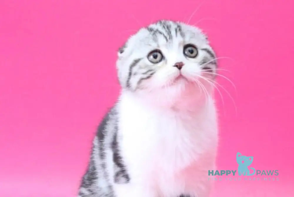 Rihanna Scottish Fold female black silver tabby bicolour live animals