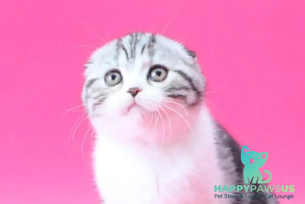 Rihanna Scottish Fold female black silver tabby bicolour live animals
