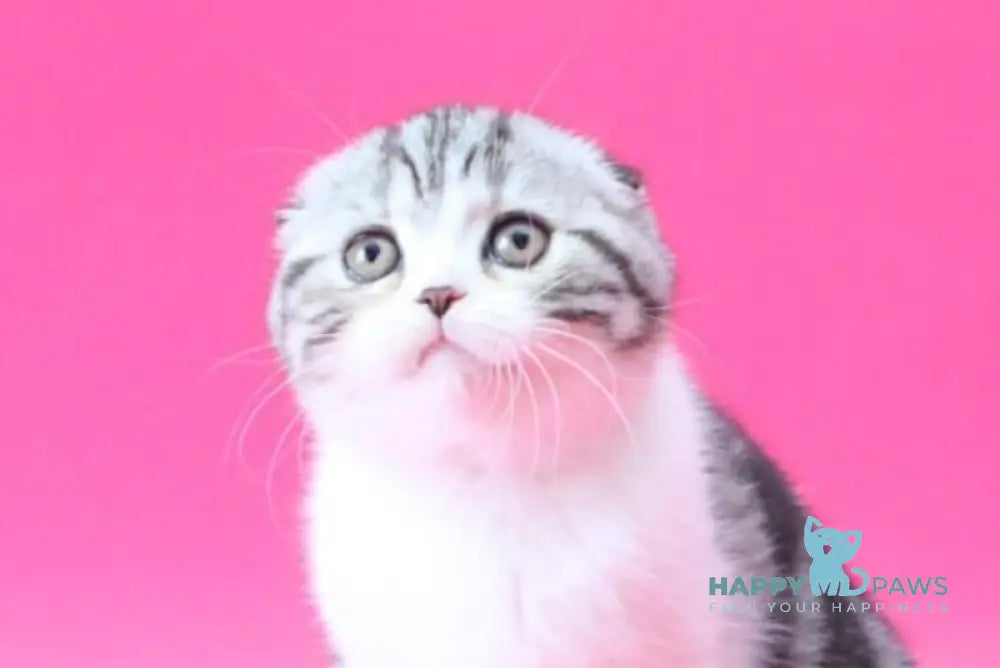 Rihanna Scottish Fold female black silver tabby bicolour live animals