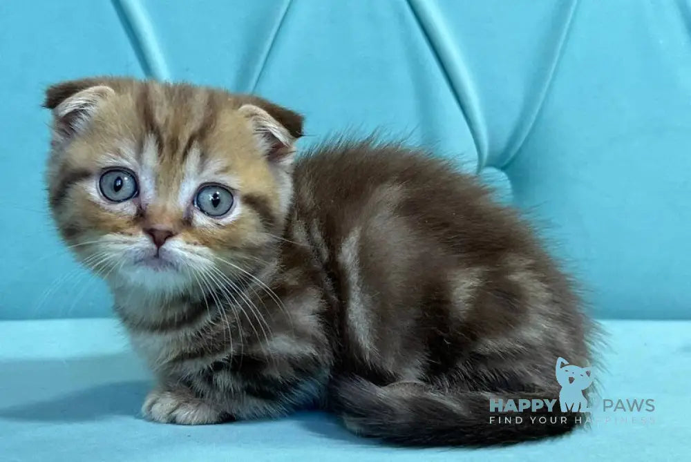 Riki Munchkin male chocolate tabby live animals