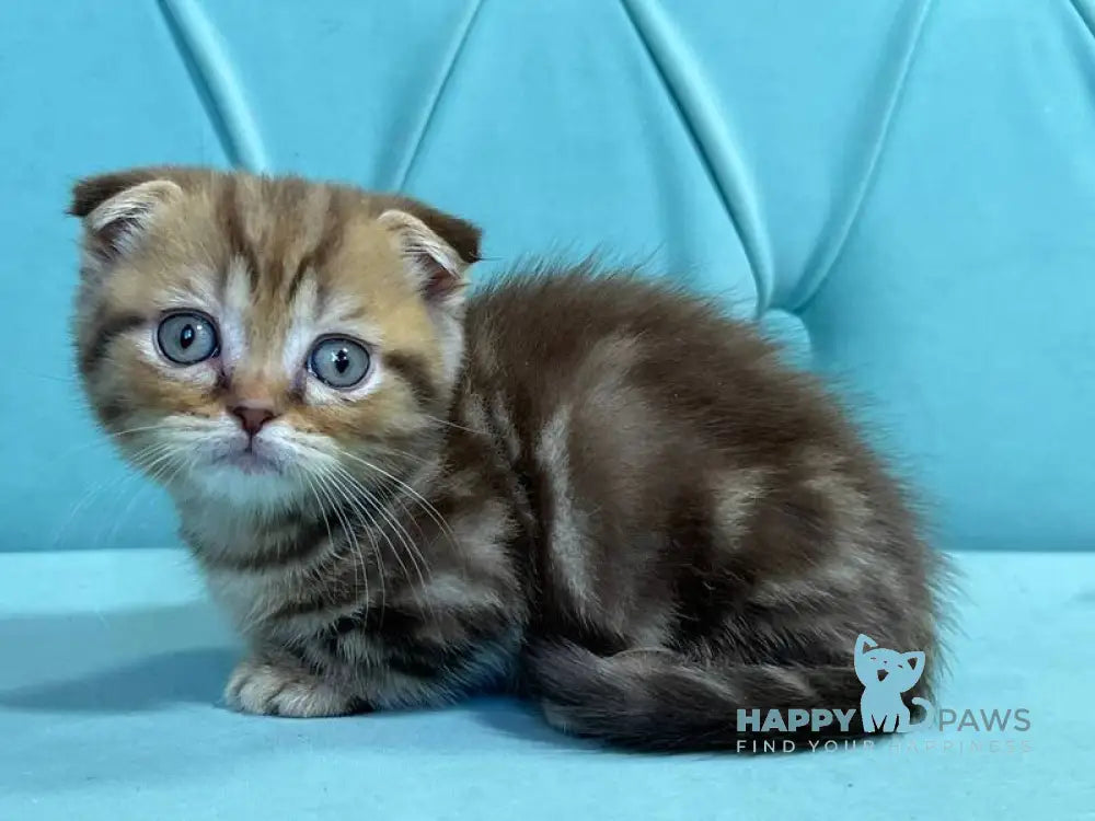 Riki Munchkin male chocolate tabby live animals