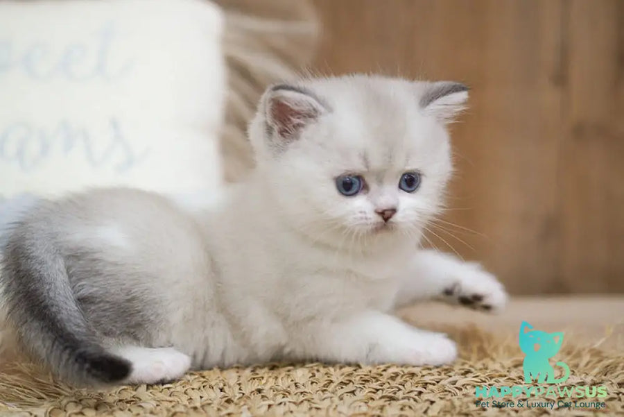 Rikki Scottish Straight male black shaded pointed bicolour - live animals