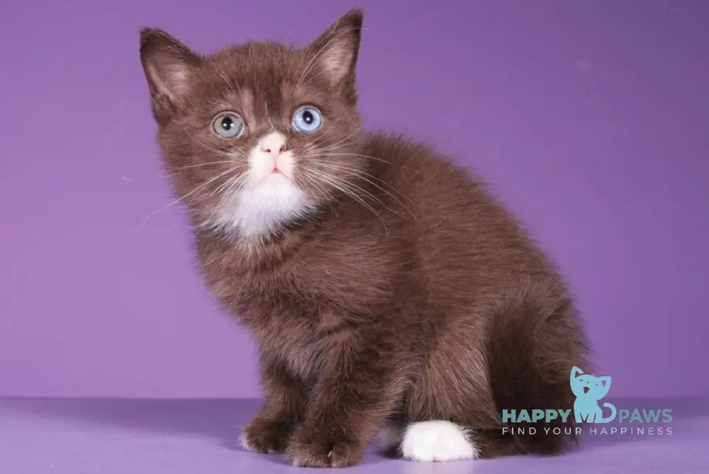 Rikky Scottish Straight male chocolate live animals