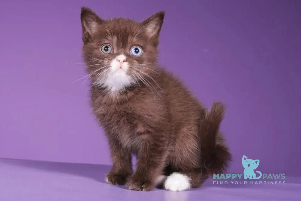 Rikky Scottish Straight male chocolate live animals