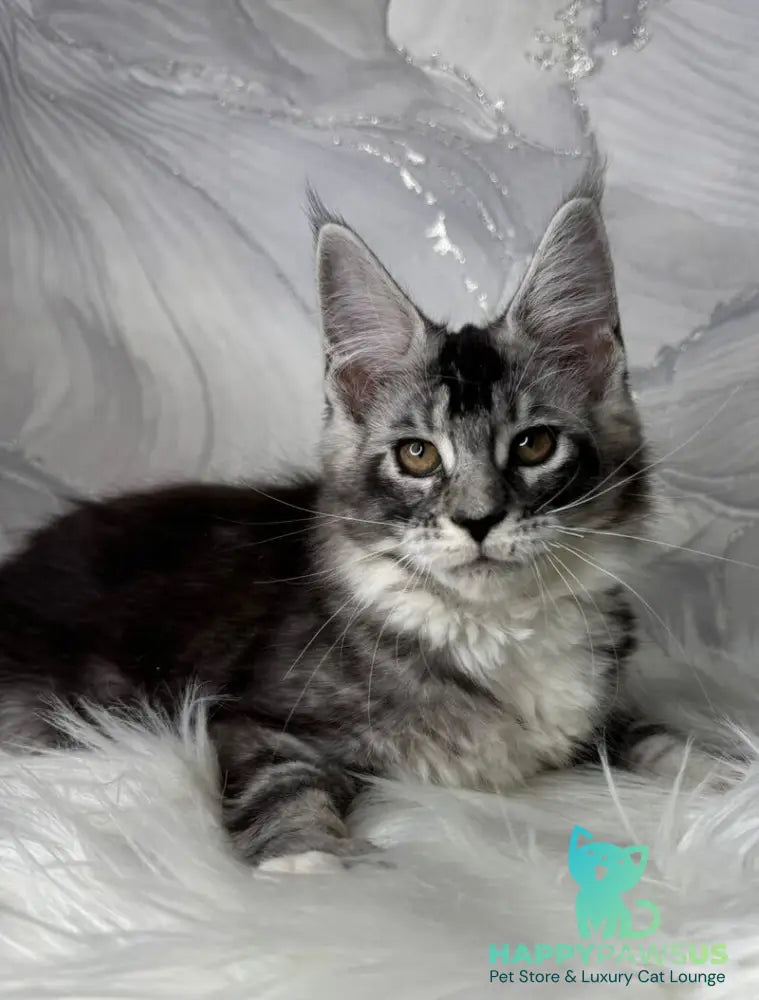 Rikota Maine Coon female black silver ticked tabby with white live animals
