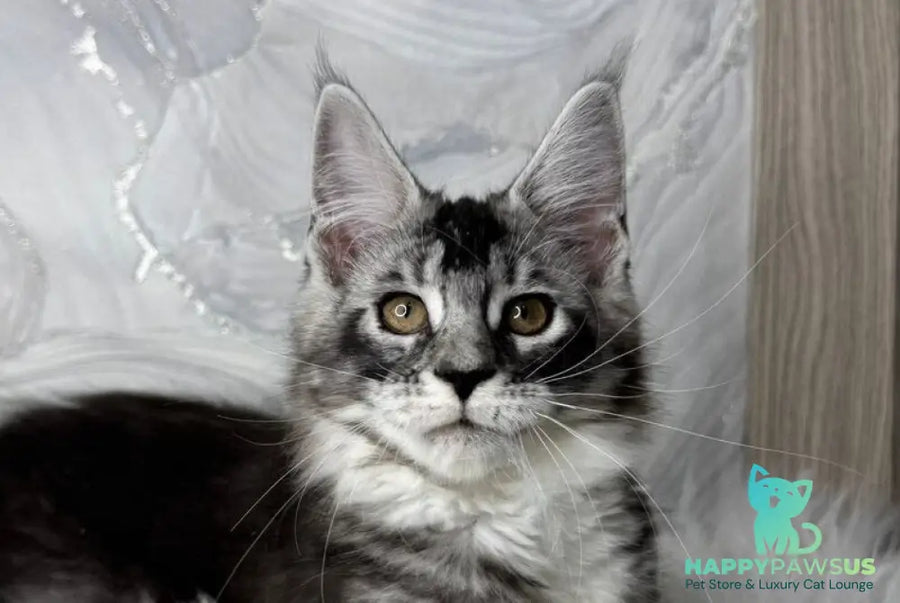 Rikota Maine Coon female black silver ticked tabby with white live animals