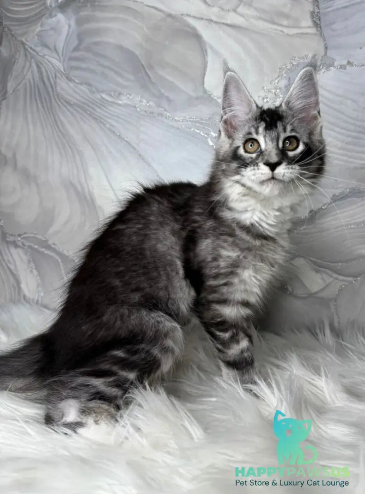 Rikota Maine Coon female black silver ticked tabby with white live animals