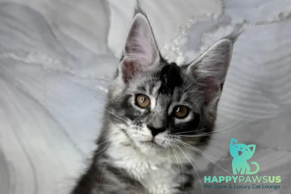 Rikota Maine Coon female black silver ticked tabby with white live animals