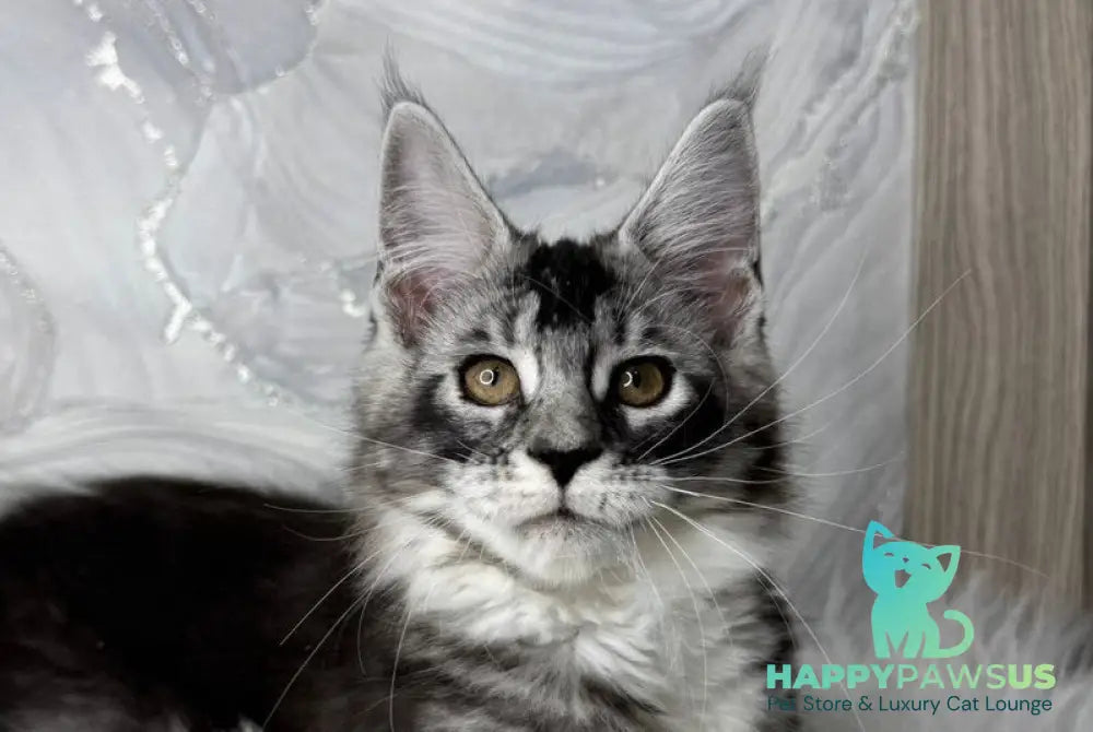 Rikota Maine Coon female black silver ticked tabby with white live animals