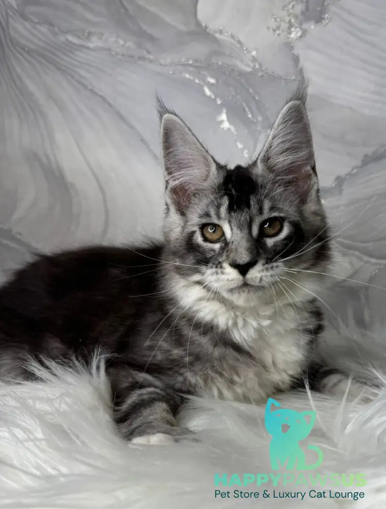 Rikota Maine Coon female black silver ticked tabby with white live animals