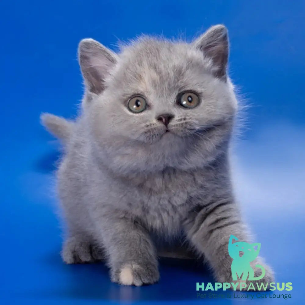 Riley British Shorthair female blue tortie - live animals