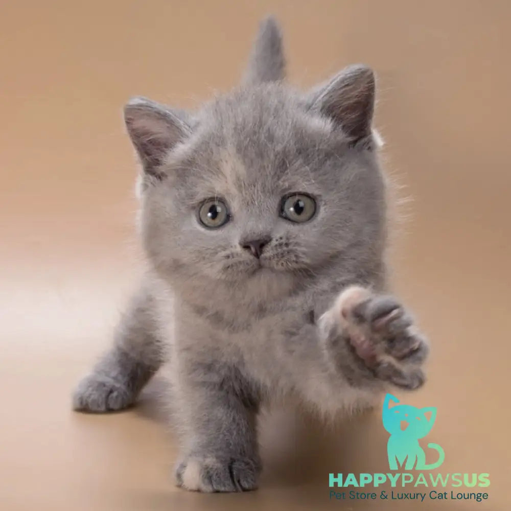 Riley British Shorthair female blue tortie - live animals