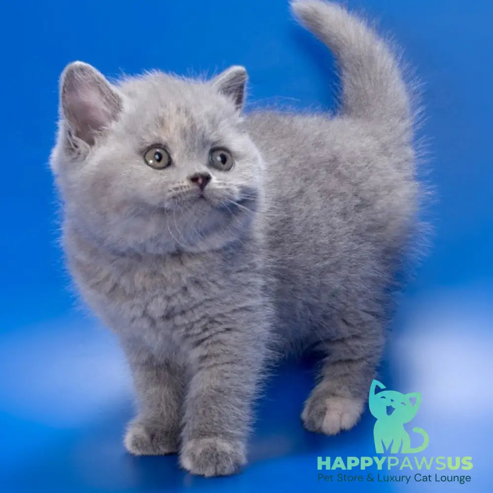 Riley British Shorthair female blue tortie - live animals