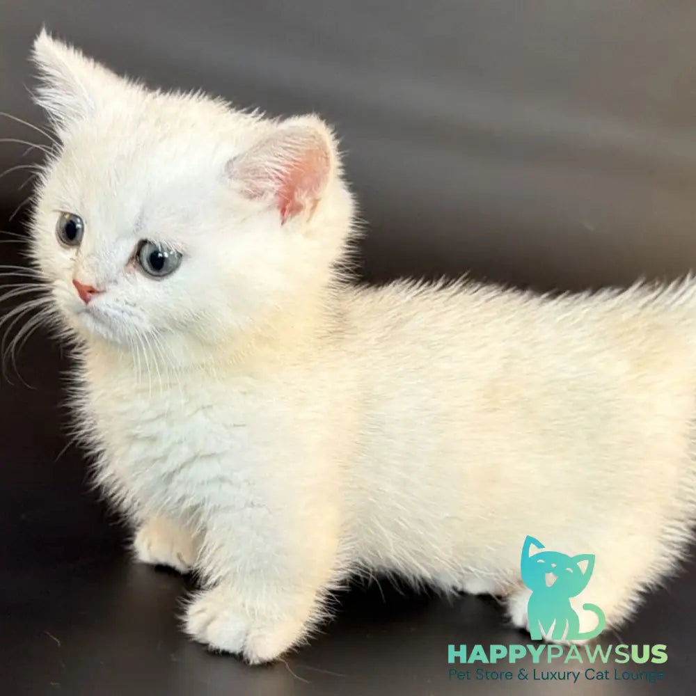 Riley Munchkin male black silver shaded - live animals