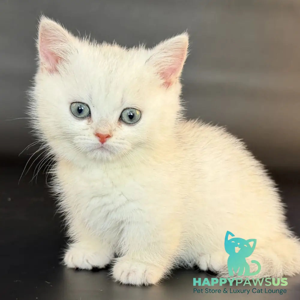 Riley Munchkin male black silver shaded - live animals