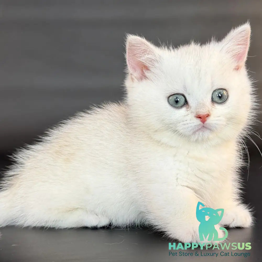 Riley Munchkin male black silver shaded - live animals
