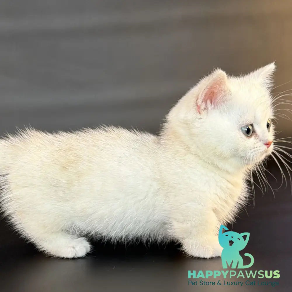 Riley Munchkin male black silver shaded - live animals