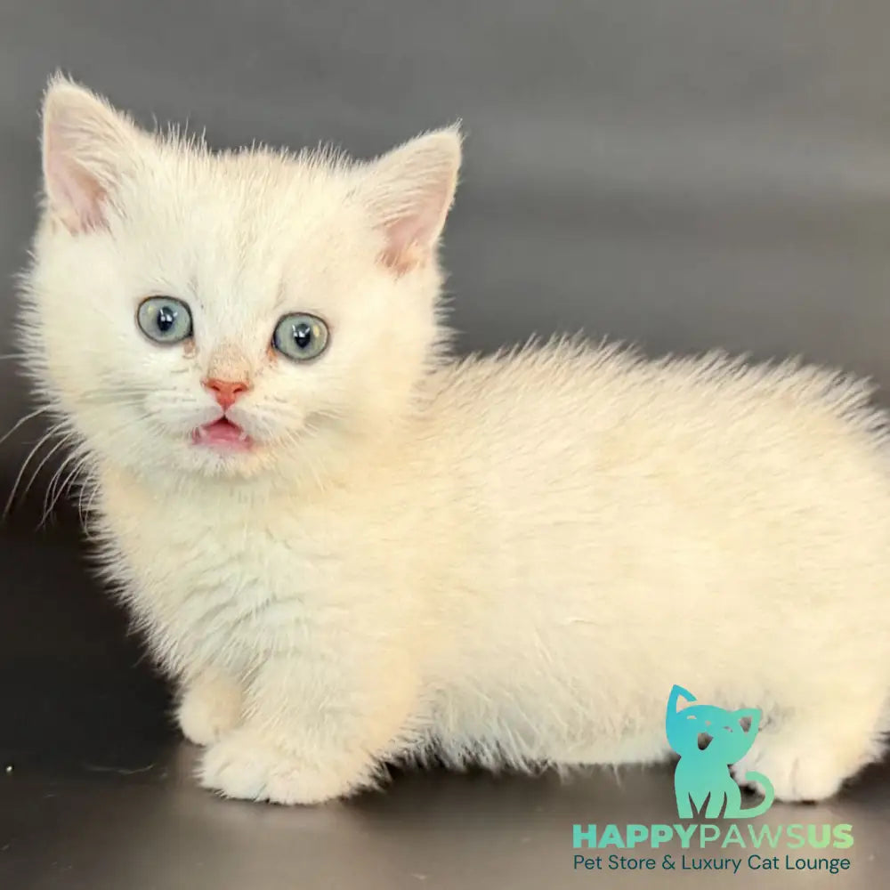 Riley Munchkin male black silver shaded - live animals