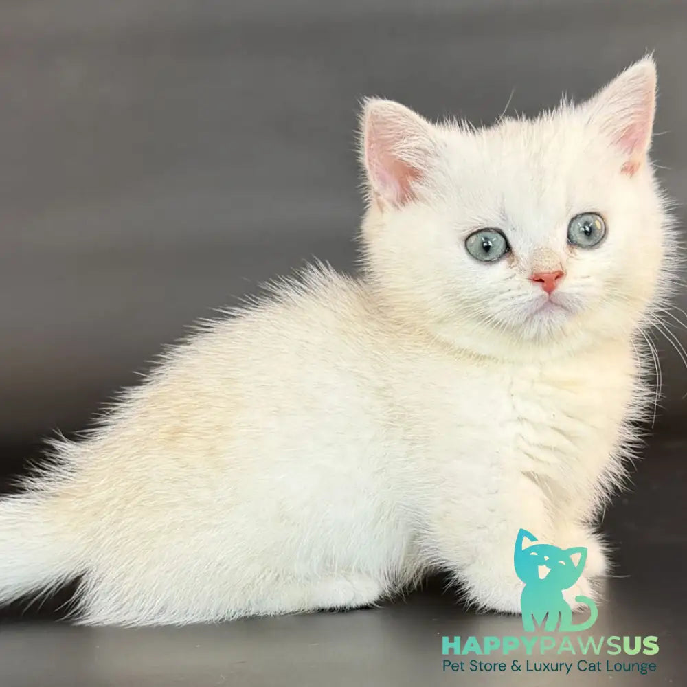Riley Munchkin male black silver shaded - live animals