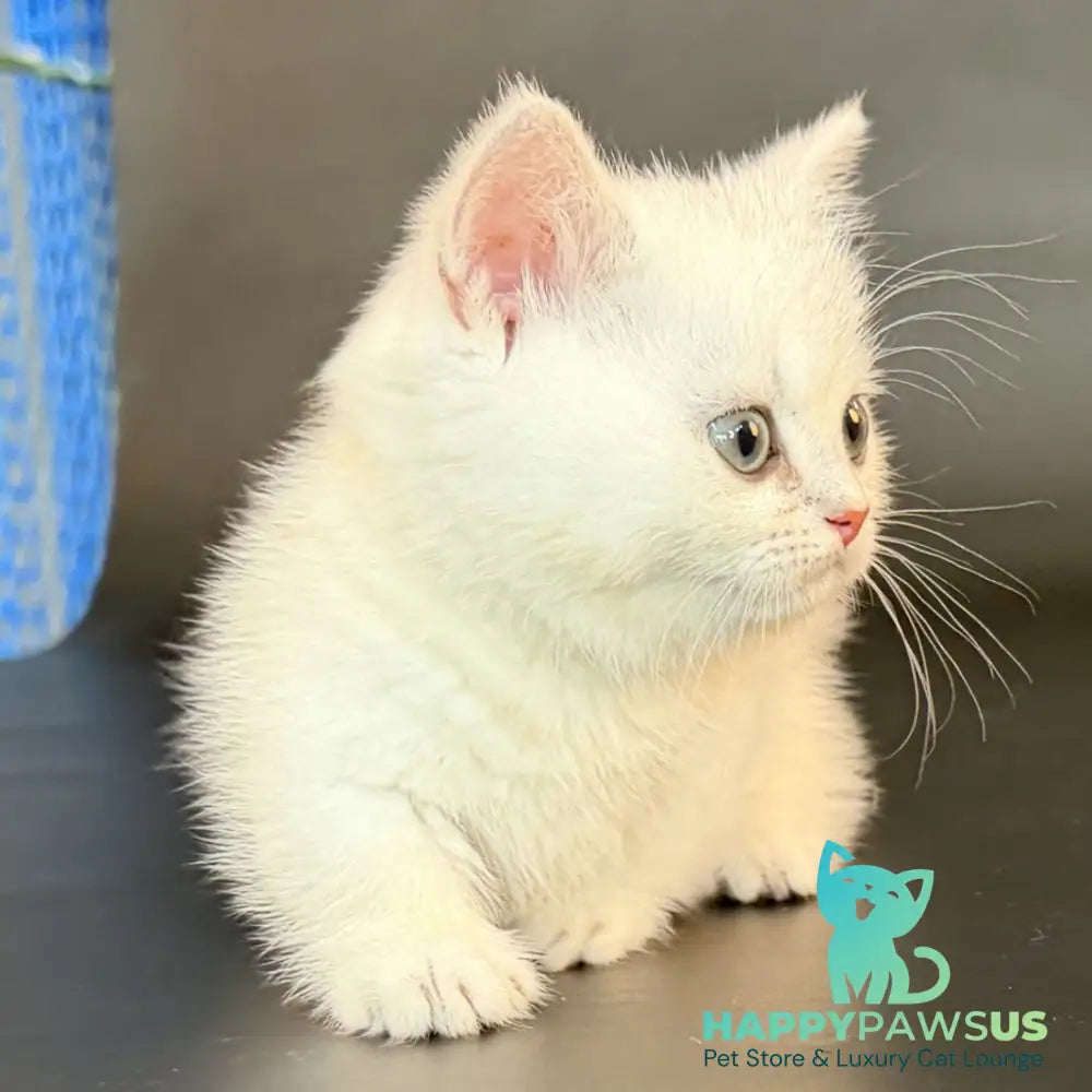 Riley Munchkin male black silver shaded - live animals