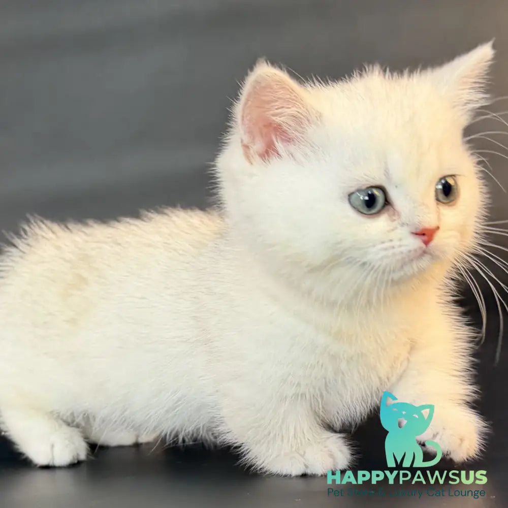 Riley Munchkin male black silver shaded - live animals